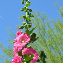 Flowers For The Garden At Tammany
