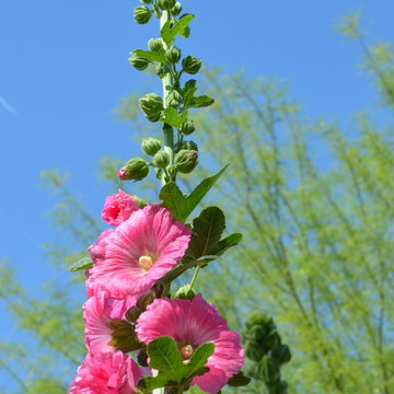 Colorful garden