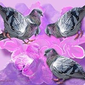 Virginia Bacon's photo