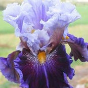 Tammy Salyers's photo