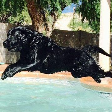 Woodlands Dog Training Cypress - Puptown Houston (832) 930-0073