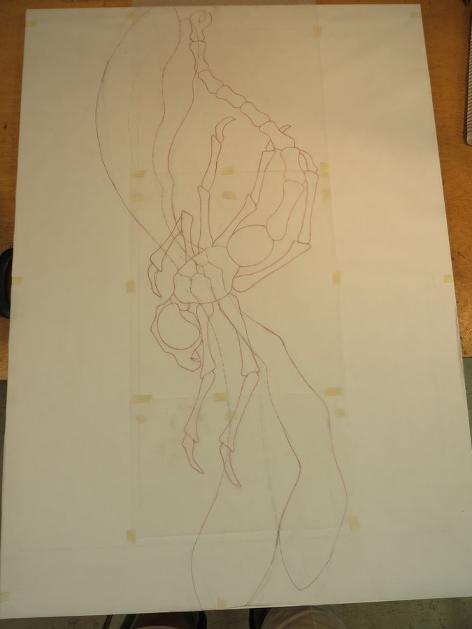 Creating A DragonFly: The Drawing