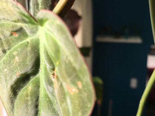 Philodendron Micans Sap