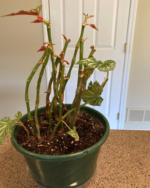 Angelwing cane begonia repot? Fertilize?