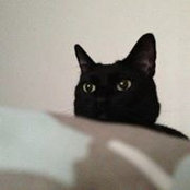 Nikki Lee's photo