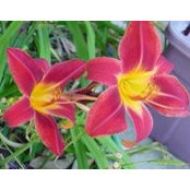 Jean Scott's photo