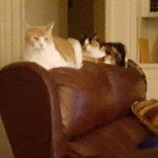 Roxane Kakuske's photo