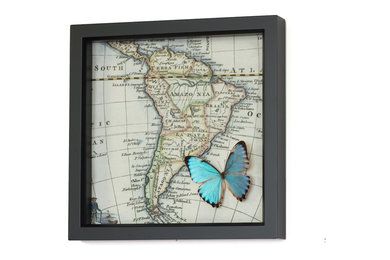 Blue Morpho Natural History Butterfly Map