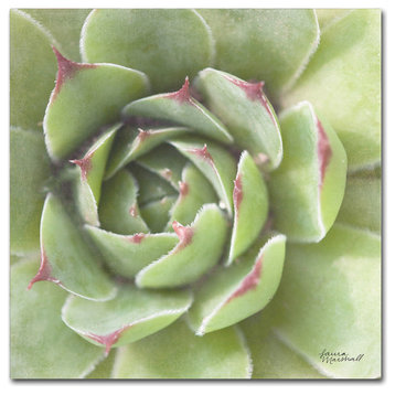 Laura Marshall 'Garden Succulents II Color' Canvas Art, 18 x 18