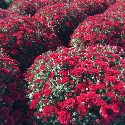 Current Featured Plants - Products