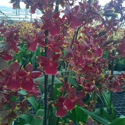 orchids - Products