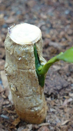 Propagating rootstock from root cutting???
