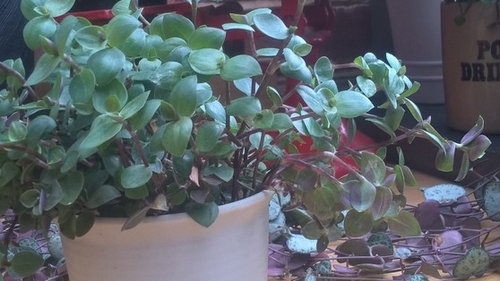 Help With Identifying This Plant Help With Identifying This Plant