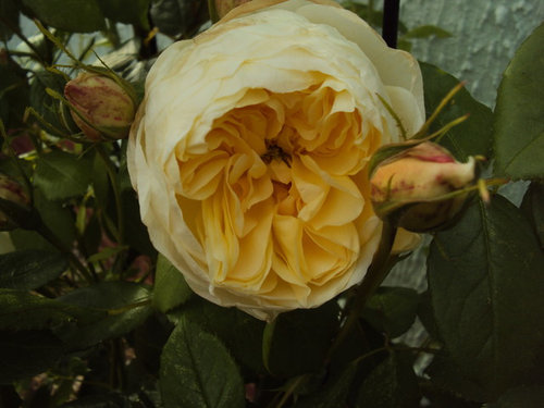 'Vanessa Bell'.. again