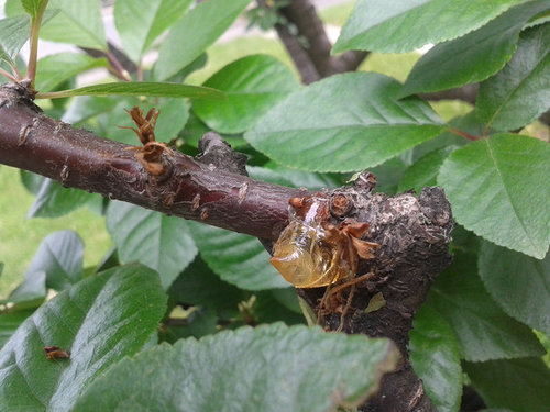 is my cherry tree dead