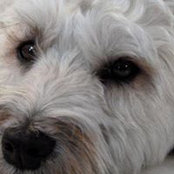 Mark Hubermanさんの写真