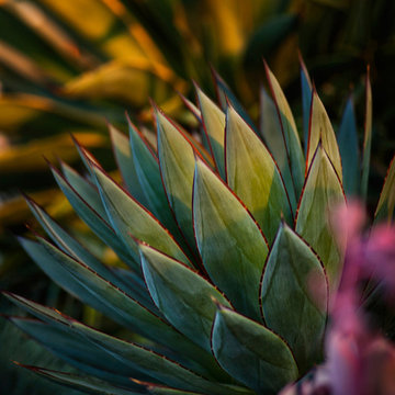 Agave 'Blue Glow'