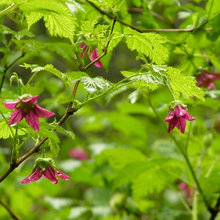 plants
