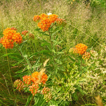 Butterflyweed