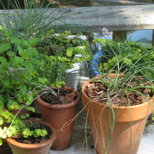 Container Gardening