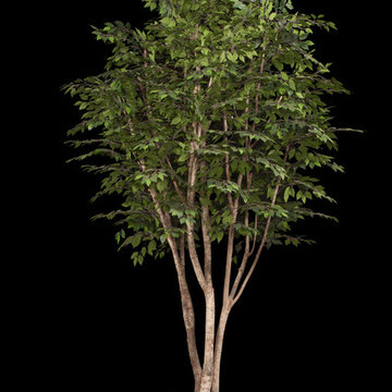 IFR Indoor Artificial Trees and Plants