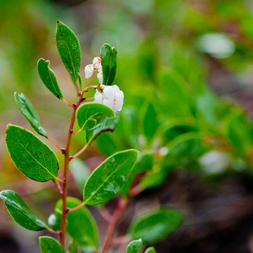 Manzanita in Winter