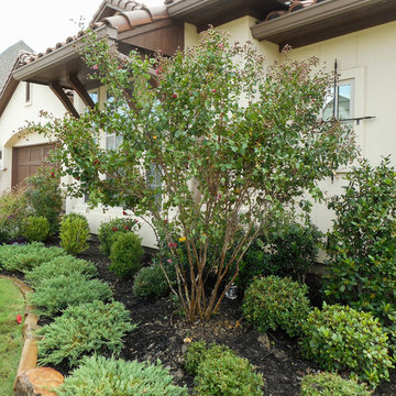 Dynamite Crape Myrtle