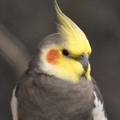 Nicole Futino's photo