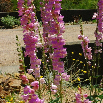 Southwestern Plants