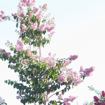 Pink Flowering Trees or Shrubs