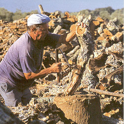 Cork Harvest - Home Decor