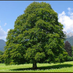 Lion's Help & Tree Services