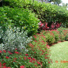 Front yard