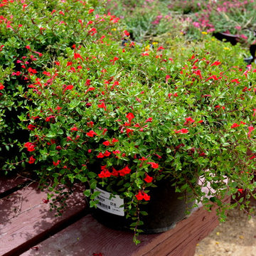 Southwestern Plants
