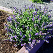 gardening ideas