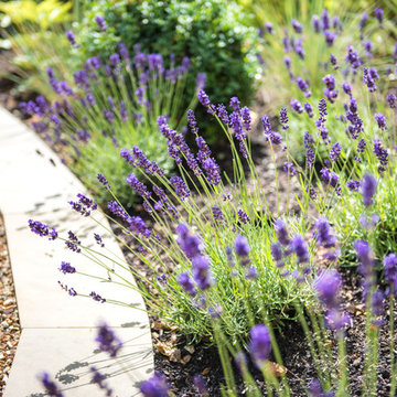 Front Garden - Alleyn Road