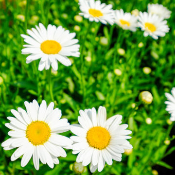 Perennial Paradise