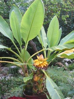 Îngrijirea plantelor de banane cu adevărat mici