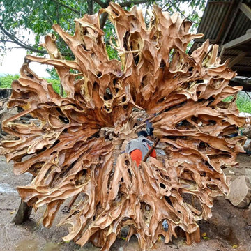 Teak Root Sculpture – Natural Wood Art & Interior Decor