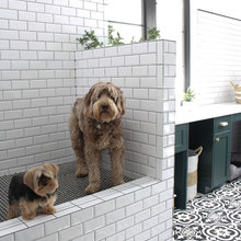 Dog wash