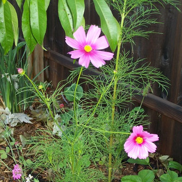 Butterfly Garden