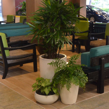 Indoor Plants by Lanaiscapes