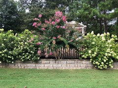 Gardening Shady Style Alabama State Wildflower Oakleaf Hydrangea