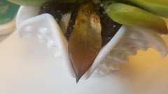 does insecticidal soap kill ladybugs Safer's Insecticidal Soap main image 0