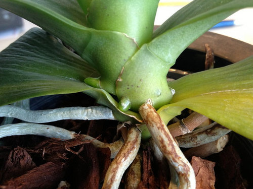 Orchid Spike Stalled Out