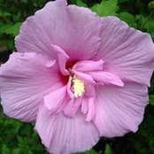 Fran Vicidomini's photo