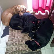Stephanie Wingard Thibodeau's photo