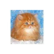 Hossa Saud's photo