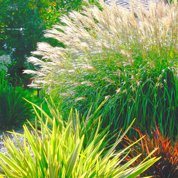 Santa Rosa Miscanthus showcase
