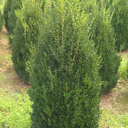 Boxwood - Products